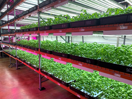 indoor vegetable growing farm with rack of young plants